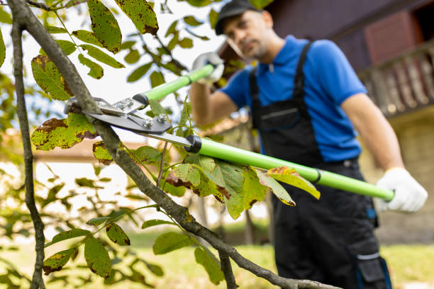 Home gardener pruning trees with loppers.