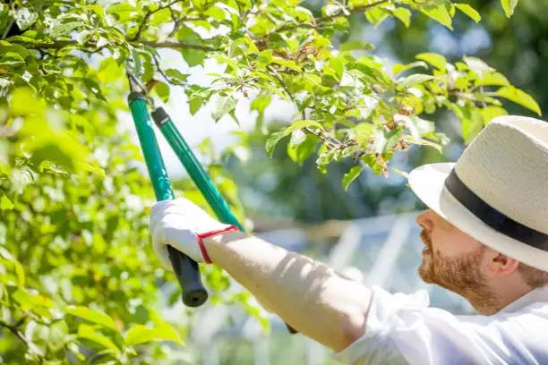 tree pruning
