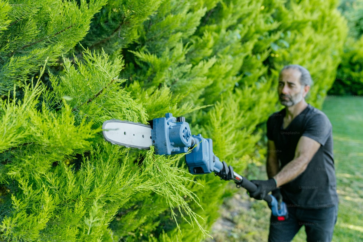 Home tree removal (1)