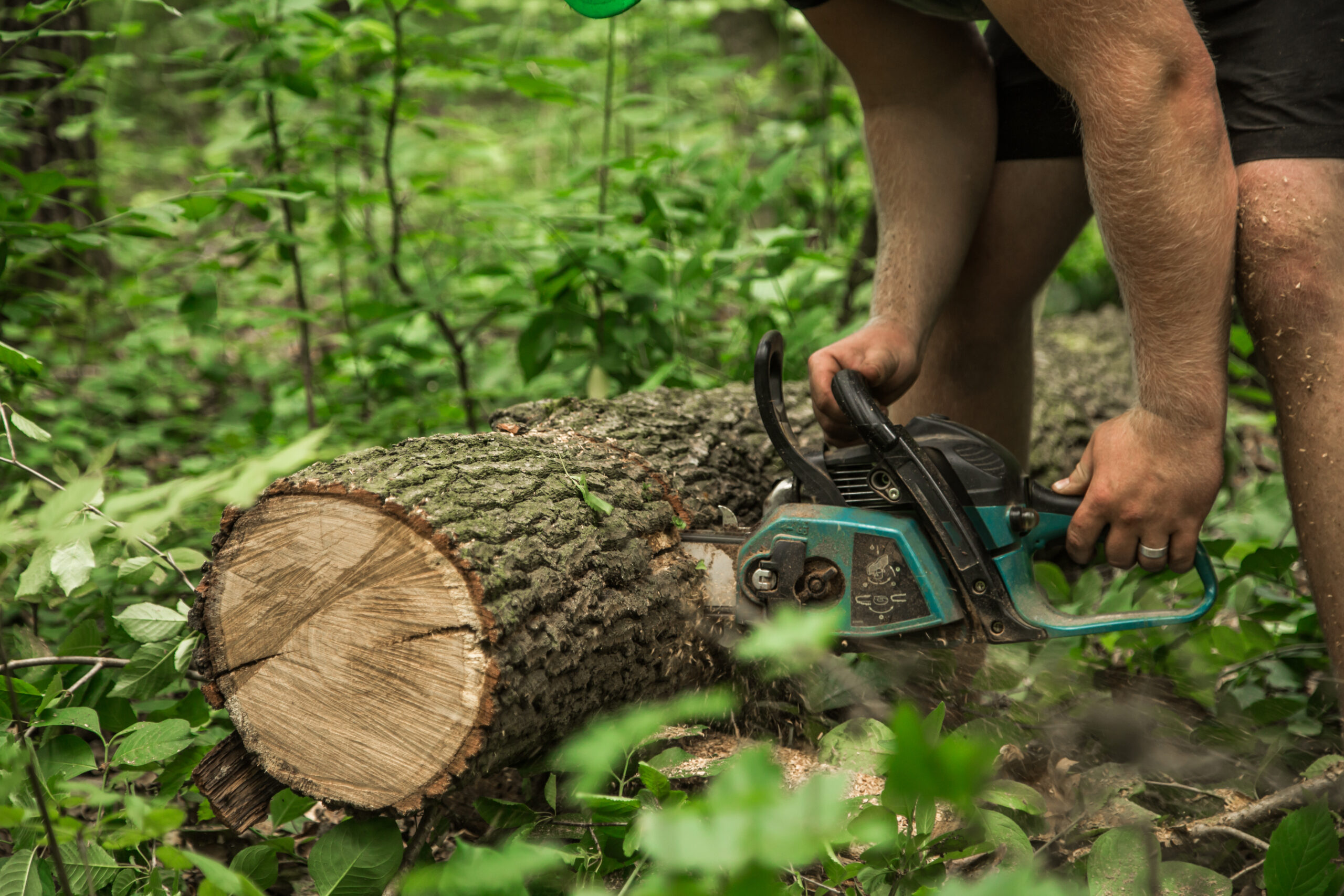 Home a man with a chainsaw cuts the tree