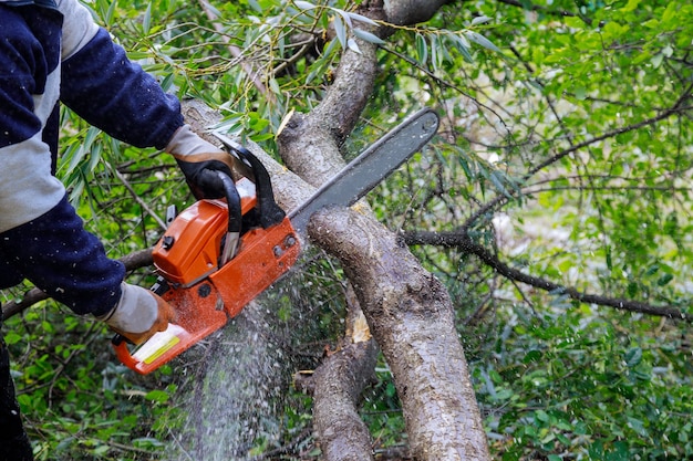 broken trunk tree after hurricane man is cutting tree with chainsaw 73110 9054