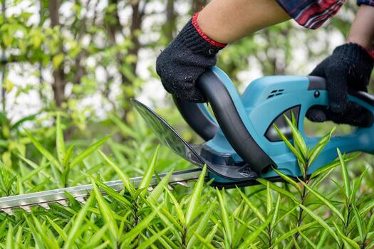 gardener holding electric hedge trimmer to cut the treetop in garden photo
