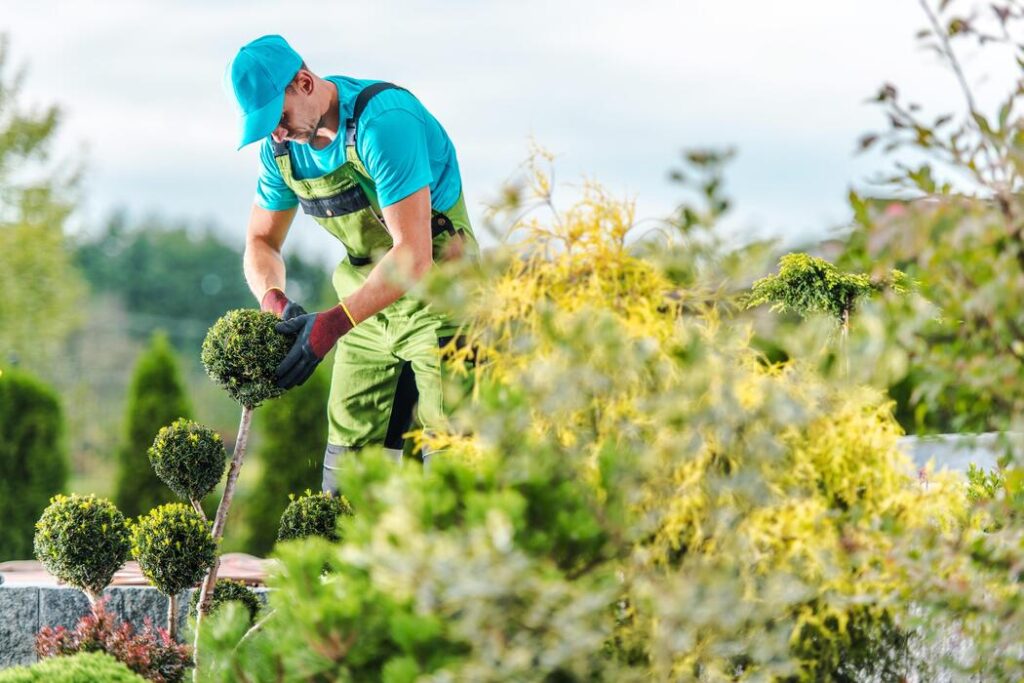 gardener looking after boxwood tree photo