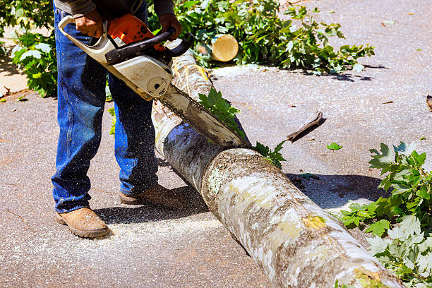 istockphoto 2258026642 612x612