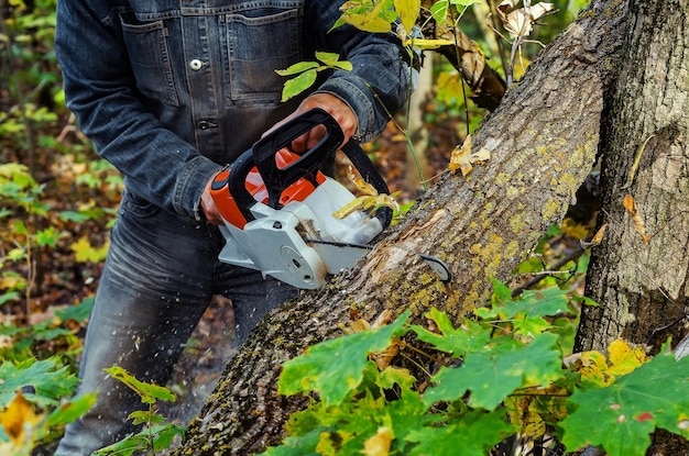 lumberjack cuts down lying tree with chainsaw forest closeup process cutting down 137416 1867