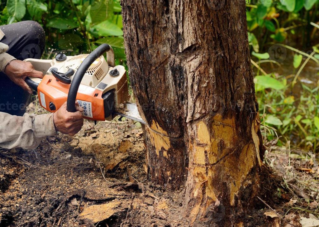 man with chainsaw cutting the tree photo