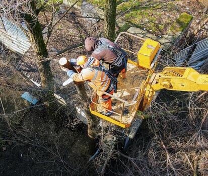 municipal service workers stand with a chainsaw in a crane basket and trim dangerous trees free photo