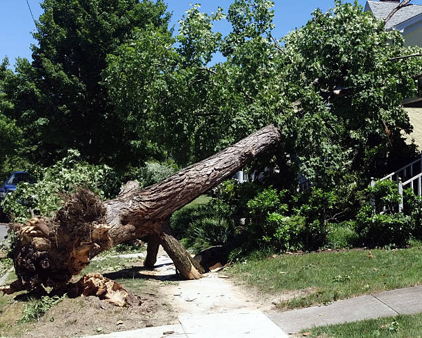 toppled tree on residential sidewalk and home. richmond, virginia. horizontal.
