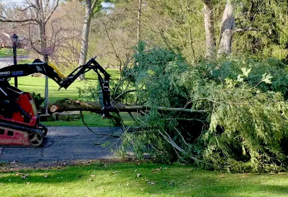 emergency tree service orlando emergency tree service orlando